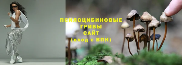 сатива Заводоуковск
